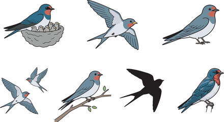 Swallow bird illustration set, flying and perched poses, nest with chicks, silhouette and detailed styles, wildlife vector collection © SELIMREZA
