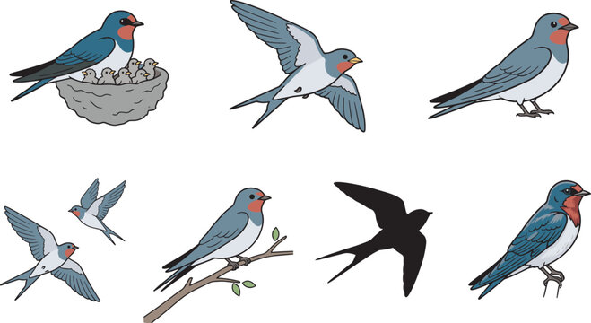 Swallow bird illustration set, flying and perched poses, nest with chicks, silhouette and detailed styles, wildlife vector collection