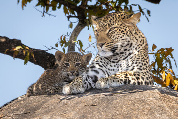 Fototapeta premium Leopard Mother and Cub Resting Together on Granite Boulder, Blue Sky, South Africa