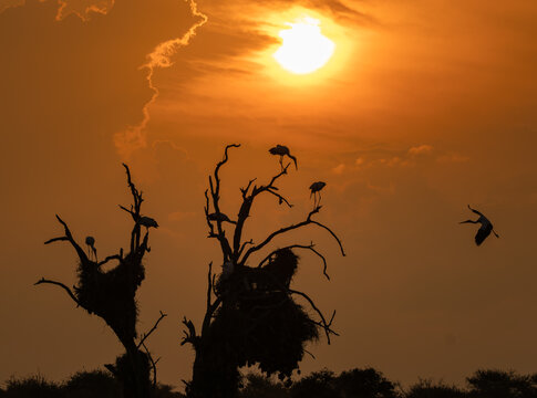 Yellow-billed Stork Nesting Colony Silhouetted Against Vivid Sunset, Nest Trees, South Africa