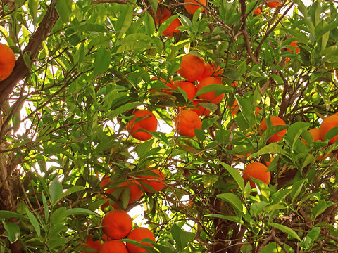 Mandarins on a branch