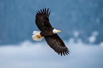 Fototapeta premium Bald Eagle in Flight Over Green Landscape During Daylight With Clear Skies and Mountain Background