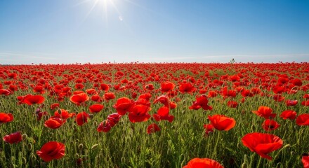 Obraz premium Vibrant Red Poppy Field Under Bright Summer Sun