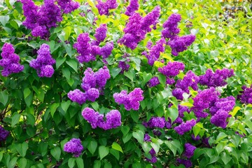 Obraz premium Colorful Lilac Flowers Bloom in a Garden During Springtime Near a Park Path
