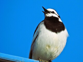 Obraz premium 鳴くハクセキレイ