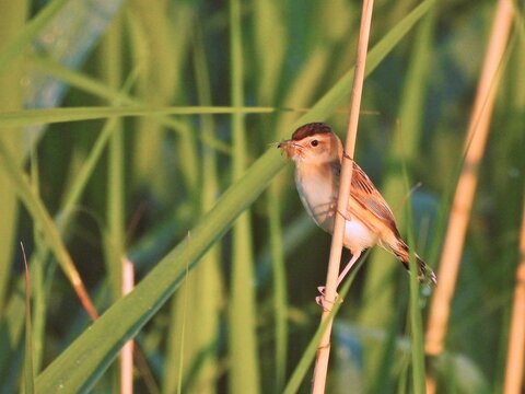 夕食