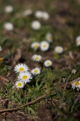 White daisies (Bellis perennis) are scattered among short green and brown grass. The daisies have small yellow centers surrounded by white petals. © tegamichi