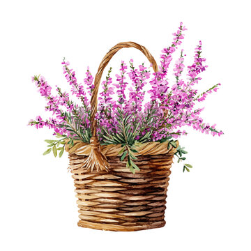 Heather Basket watercolor drawing vector, premium quality illustration on a clean white background.