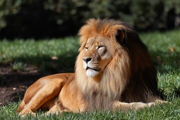 Fototapeta premium Lion Resting on Grass in a Natural Habitat During Daylight Hours