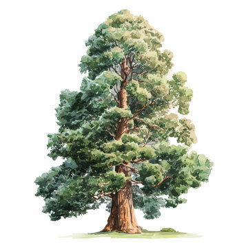 Sequoia Tree watercolor drawing vector, premium quality illustration on a clean white background.