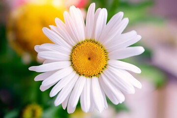 Fototapeta premium Bright White Flower With Yellow Center Stands out in Green Background During Sunny Day