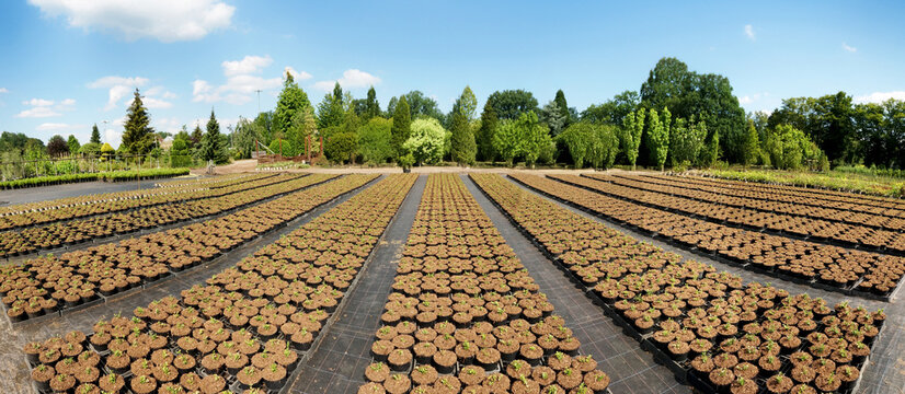 Gartenbau - G&auml;rtnerei im Sommer mit Pflanzen f&uuml;r den Garten im Freien