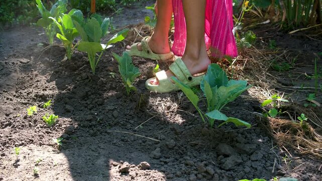 woman in casual garden clothes works with a hoe in a vegetable garden, tending around cabbage and other crops. Dry soil rises in dust under strong sunlight, showing a typical rural summer farming.