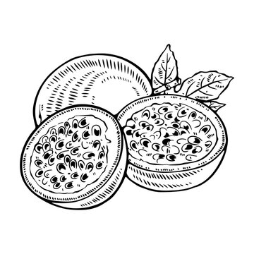 Passion Fruit Line Art Vector &ndash; Tropical Maracuya Outline, Minimal Exotic Fruit Illustration