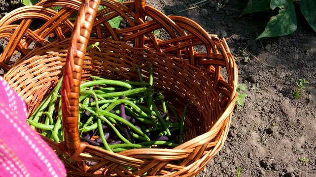 A woman harvests green and purple string beans in a rural garden, dropping them into a woven basket on the ground. Sunlight illuminates the simple farming moment in a calm countryside setting. 