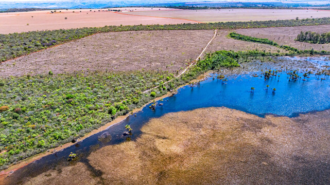 The &Aacute;guas Emendadas Ecological Station is home to a rare hydrological phenomenon where a footpath forms springs that feed the Maranh&atilde;o and S&atilde;o Bartolomeu basins. Planaltina, DF, Brazil, 2025