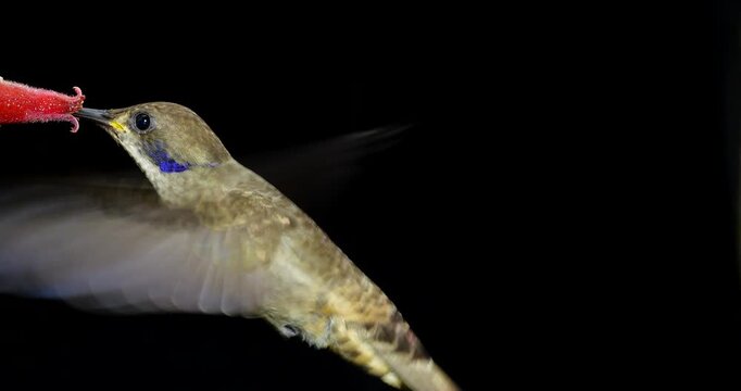 Brown Violetear (Colibri delphinae) Hummingbird, black background. Drinking nectar from a flower in montane rainforest on the Amazonian slopes of the Andes near Cosanga, Ecuador