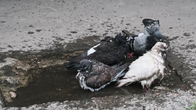 A large flock of urban pigeons crowds into a small puddle on the pavement to bathe and cool off. The vigorous splashing highlights natural avian behavior in a city environment.