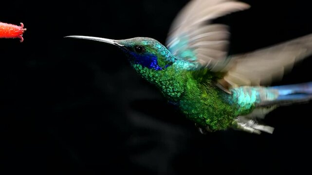 Sparkling Violetear  (Colibri coruscans), slow motion, black background. Hummingbird drinking nectar from a flower in montane rainforest on the Amazonian slopes of the Andes near Cosanga, Ecuador