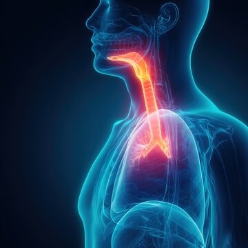 Esophageal Cancer Diagnosis and Treatment Concept, Doctor Consulting Patient with Dysphagia Symptoms, Esophagus Tumor Healthcare, Digestive System Disease, Endoscopy and Clinical Medical Scene