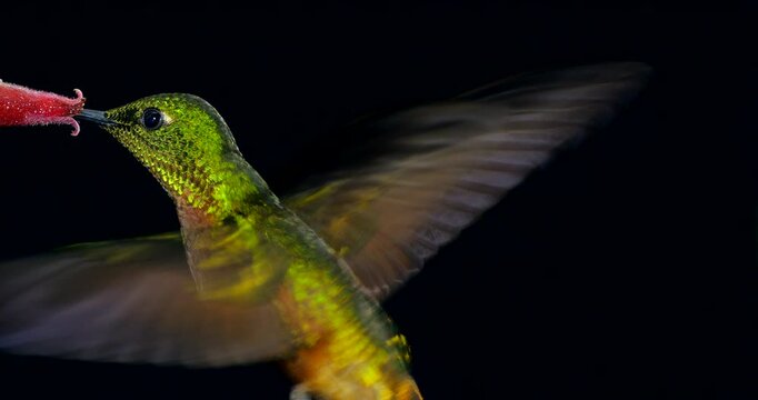 Chestnut-breasted Coronet (Boissonneaura matthewsii) Hummingbird. Black background. Drinking nectar from a flower in montane rainforest on the Amazonian slopes of the Andes near Cosanga, Ecuador