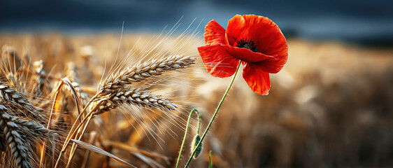 Fototapeta premium : Red Poppy Flower with Wheat Ears in Golden Field. AI generative.