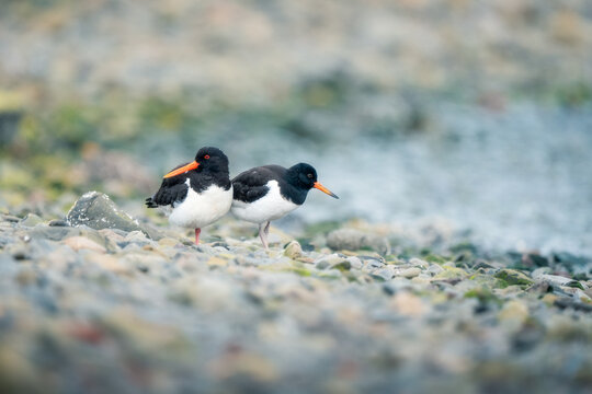 View of two oystercatchers with black and white feathers and bright orange beaks standing on a rocky shoreline by the water in Djupivogur, Mulathing, Iceland.