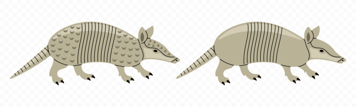 Armadillo, dasypus novemcinctus, graphic design. Nine-banded armadillo, animal, wildlife and nature, vector design and illustration