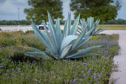 yucca plant among bluebonnets