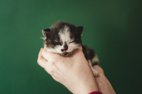 sleepy kitten being held in hands against a green backdrop