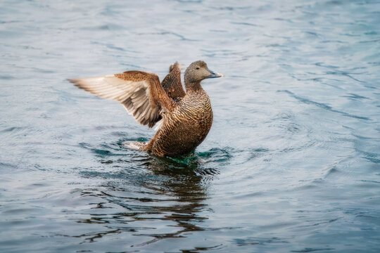 View of a female common eider duck flapping its wings while swimming in the cold blue water of the harbour in Djupivogur, Mulathing, Iceland.