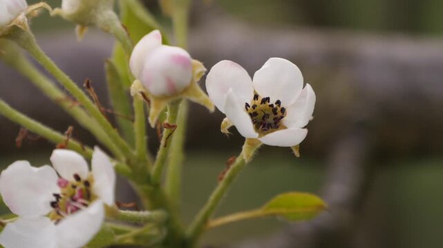 Frozen fruit tree blossom. Dead fruit tree blossom