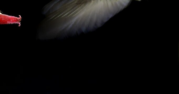 Brown Violetear (Colibri delphinae) Hummingbird, black background. Drinking nectar from a flower in montane rainforest on the Amazonian slopes of the Andes near Cosanga, Ecuador