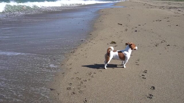 A dog is playing by the ocean. The dog runs and frolics by the water on the sandy shore.
