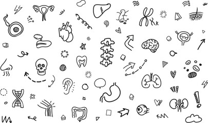Fototapeta premium Minimal Human Organs Cute Medical Doodle Vector Background