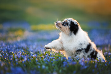 Obraz premium cute australian shepherd puppy raises a paw in a field of blue siberian squill flowers