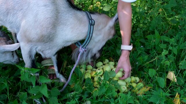 A womans hands pour apples onto the grass, forming a small pile. A goat and its kid eat the apples directly from the ground in a calm rural garden scene, surrounded by simple countryside life. 