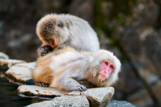 View of two Japanese macaques grooming each other on rocky terrain by the water in Nagano, Nagano, Japan.