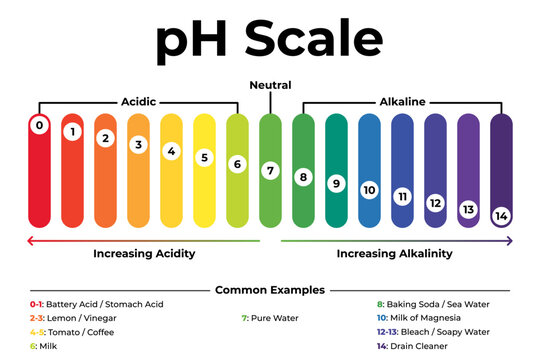 Educational pH Scale Infographic with Acidic and Alkaline Levels and Common Substance Examples