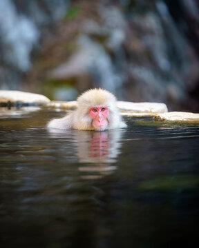 View of a Japanese macaque soaking in a natural hot spring with its reflection visible in the calm water Nagano, Nagano, Japan.