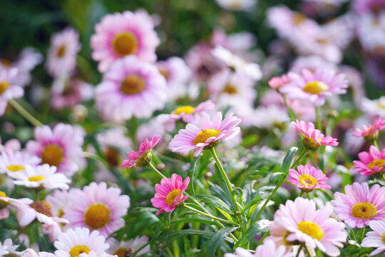 Marguerite Daisy Flower Close-Up. The Marguerite Daisy (Argyranthemum frutescens) is a popular daisy-like flower from the Asteraceae family known for its prolific white, yellow, or pink blooms and fer