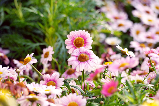 Marguerite Daisy Flower Close-Up. The Marguerite Daisy (Argyranthemum frutescens) is a popular daisy-like flower from the Asteraceae family known for its prolific white, yellow, or pink blooms and fer