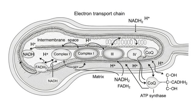 Mitochondrion Electron Transport Chain Diagram with ATP Synthase
