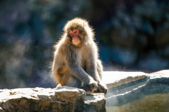 View of a Japanese macaque sitting on a stone ledge beside a steaming hot spring with soft sunlight illuminating its thick fur Nagano, Nagano, Japan.