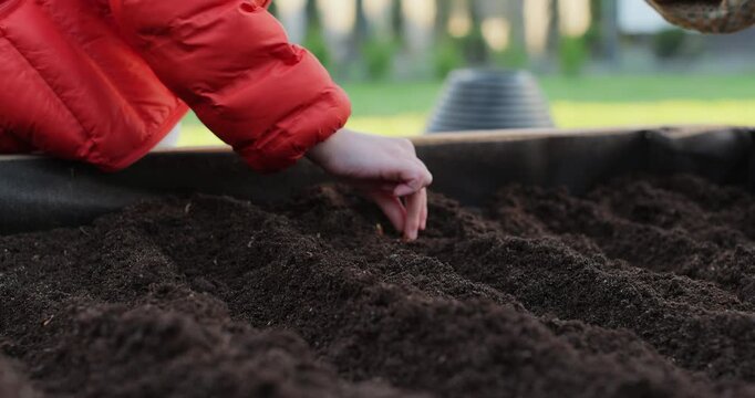 Young woman and boy plants onions in raised garden beds.. Growing organic food near home.