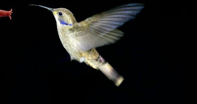Brown Violetear (Colibri delphinae) Hummingbird, black background. Drinking nectar from a flower in montane rainforest on the Amazonian slopes of the Andes near Cosanga, Ecuador