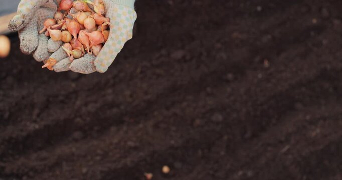 Young woman and boy plants onions in raised garden beds.. Growing organic food near home.