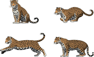 Jaguar wild cat poses set, big feline animal standing sitting walking hunting vector illustration © Masum