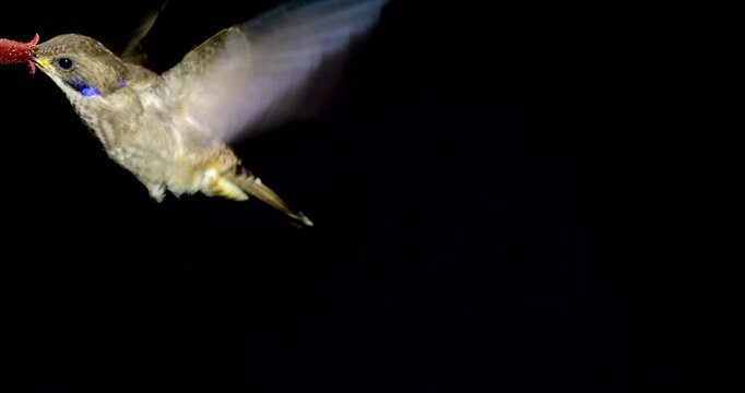Brown Violetear (Colibri delphinae) Hummingbird, black background. Drinking nectar from a flower in montane rainforest on the Amazonian slopes of the Andes near Cosanga, Ecuador