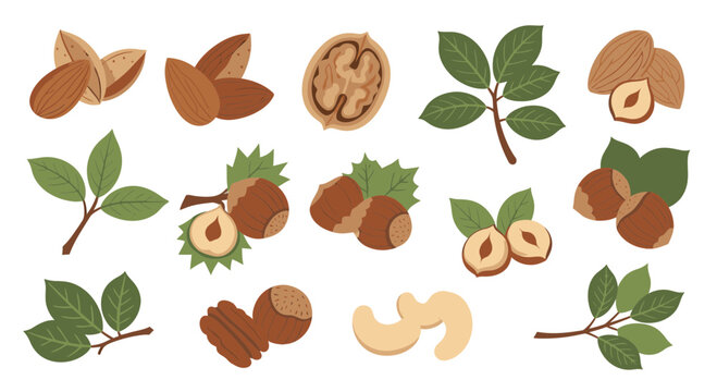 Assorted Nuts and Leaves Illustration, Hand Drawn Style, Isolated on White, Healthy Snacks